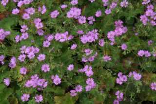 Geranium pyrenaicumBermooievaarsbek bestellen